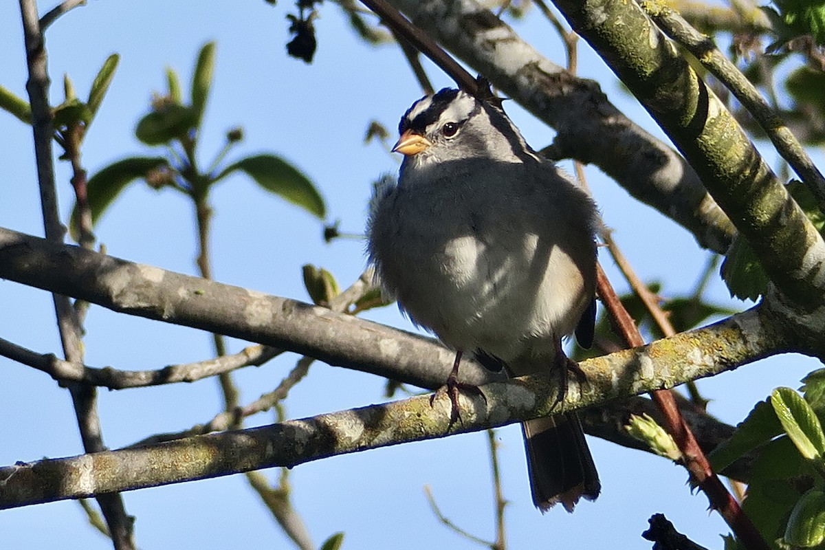 White-crowned Sparrow - ML617642476