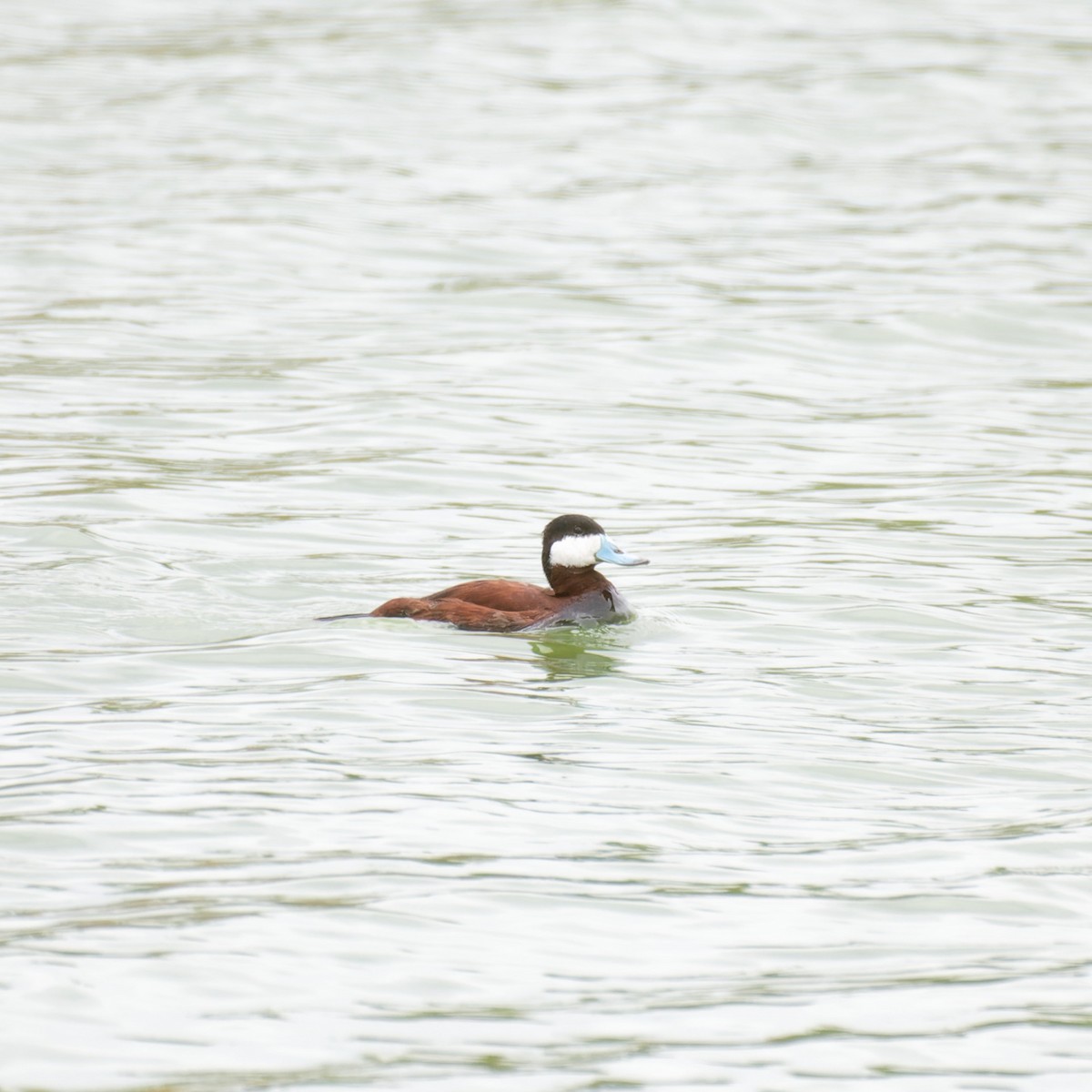 Ring-necked Duck - ML617642483