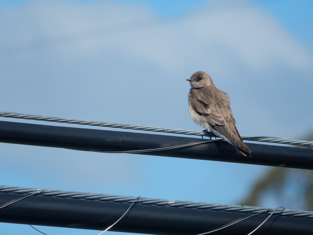 Northern Rough-winged Swallow - ML617642484
