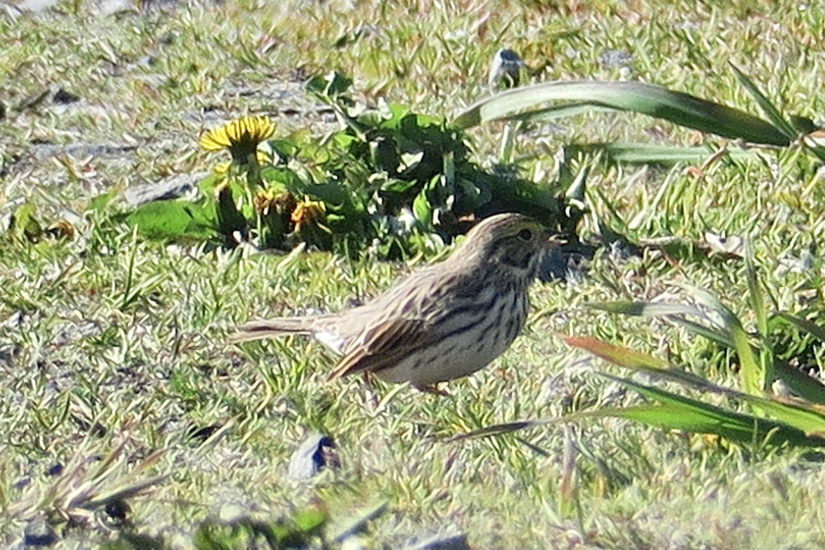 Savannah Sparrow - ML617642487