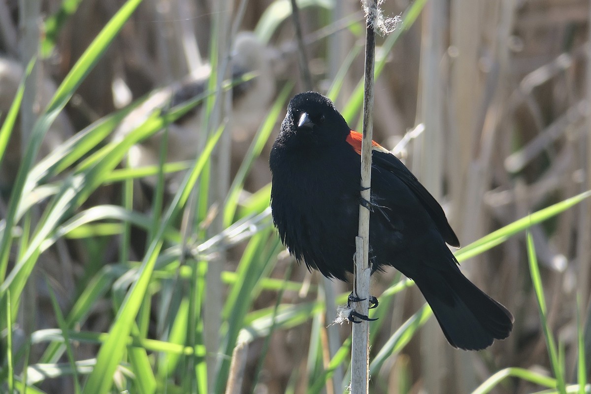 Red-winged Blackbird - ML617642493