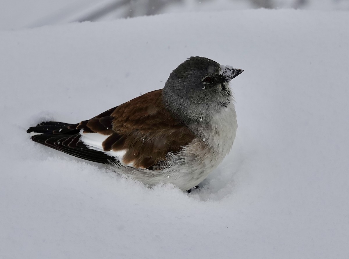 White-winged Snowfinch - ML617642529