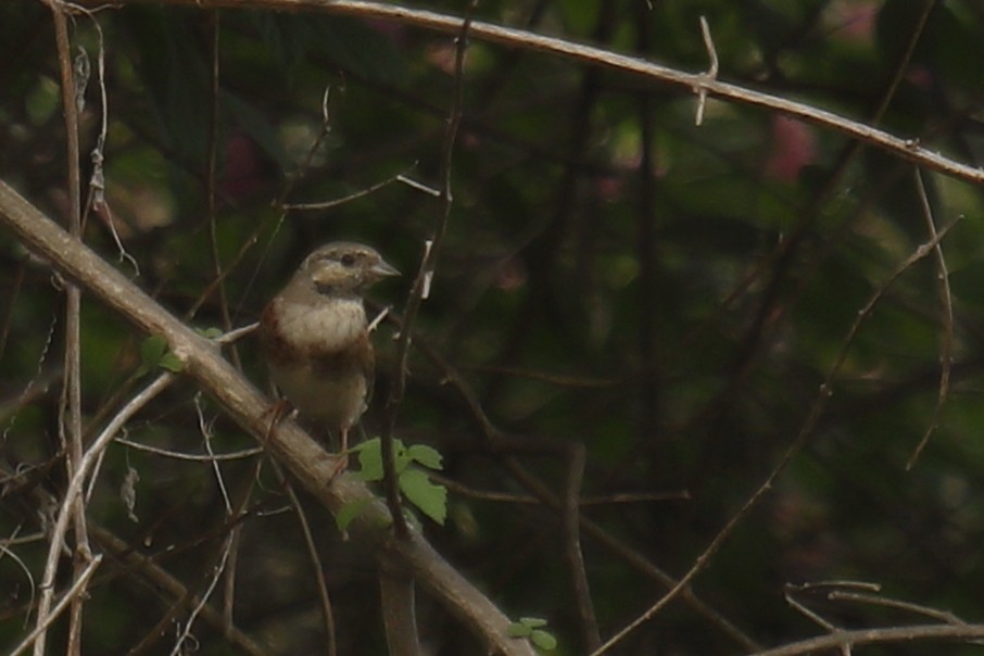 White-capped Bunting - ML617642554