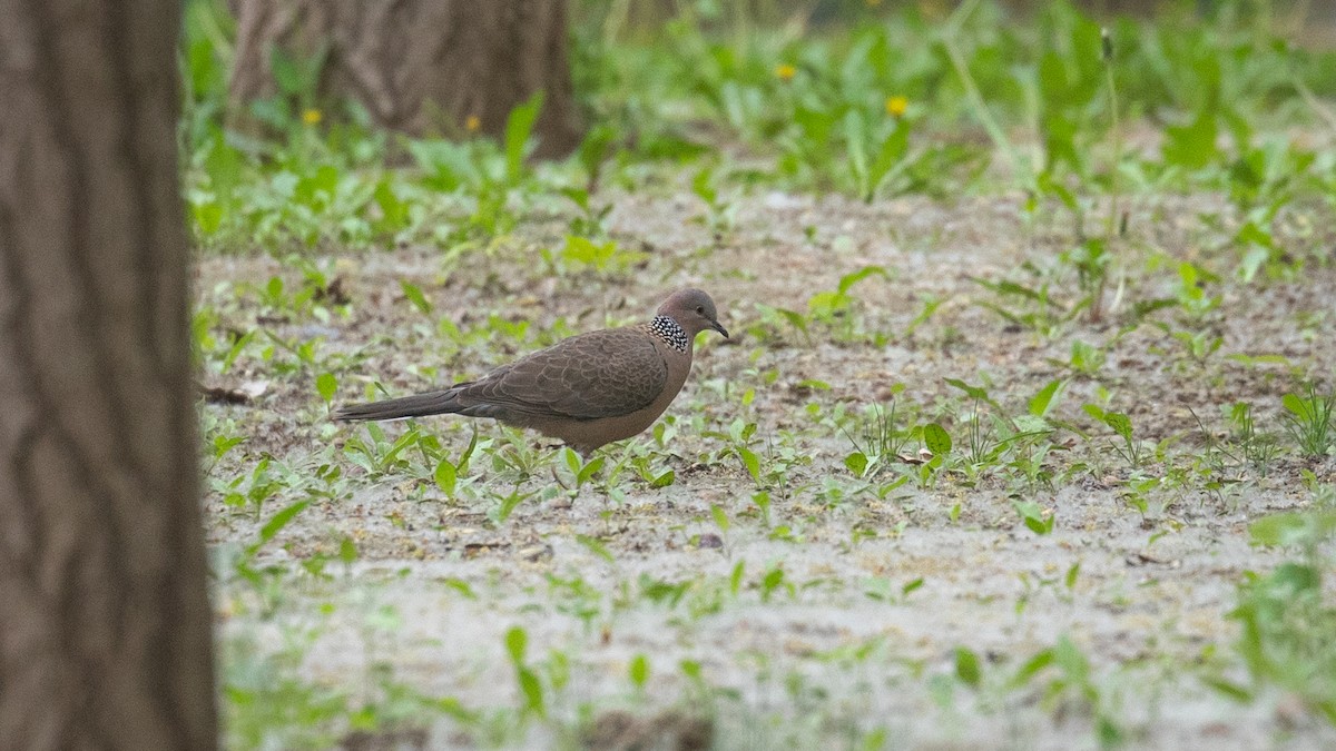 Spotted Dove (Eastern) - Mengshuai Ge