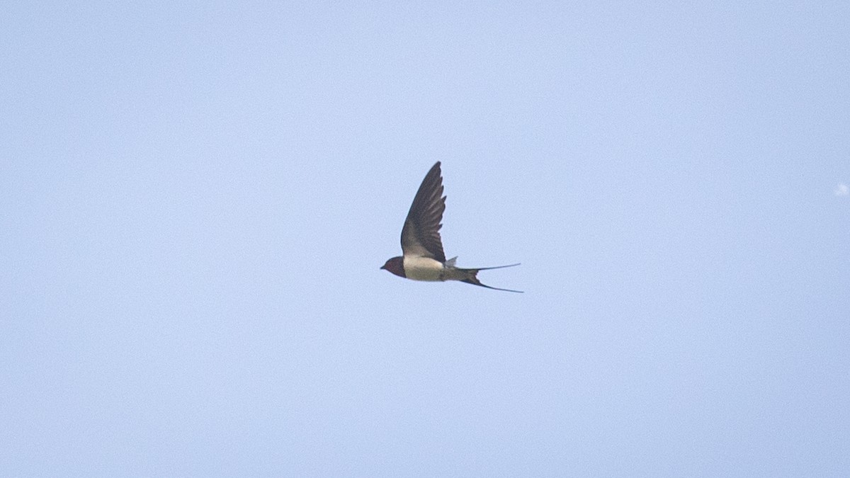 Barn Swallow (Buff-bellied) - ML617642592