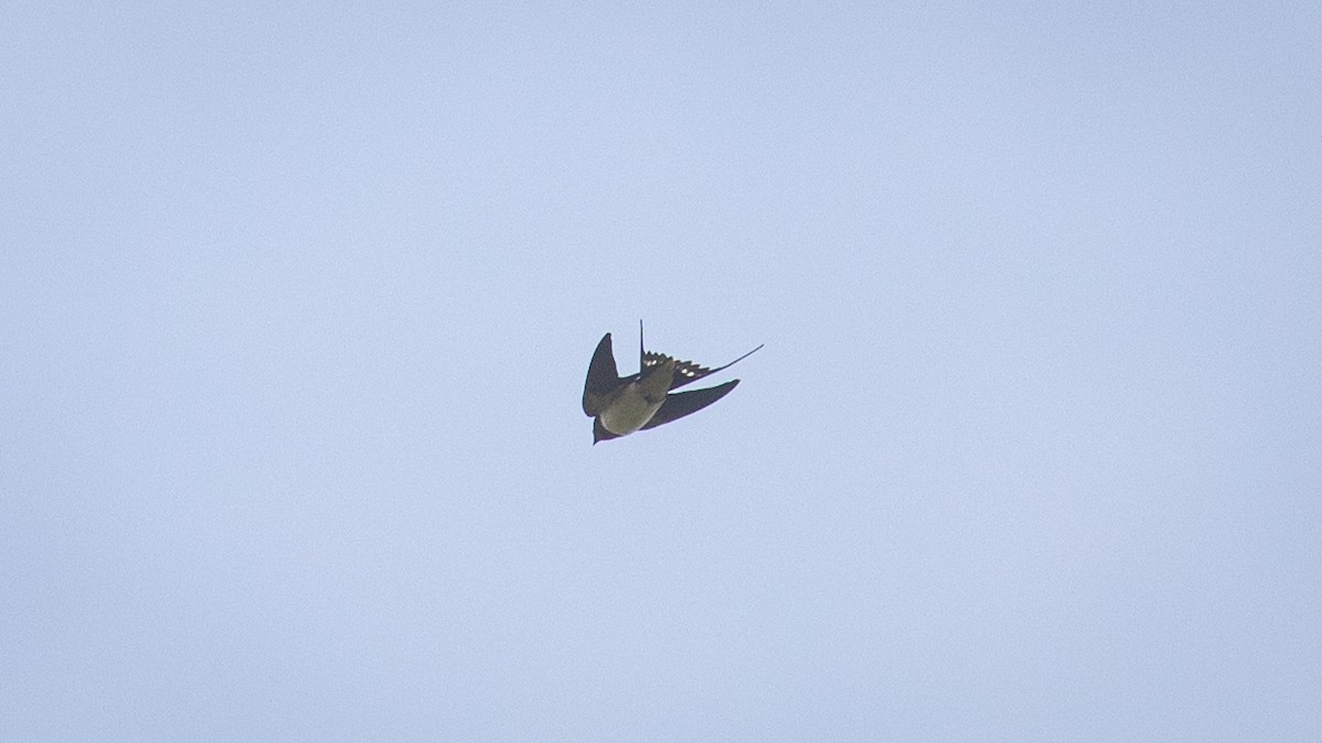 Barn Swallow (Buff-bellied) - ML617642593