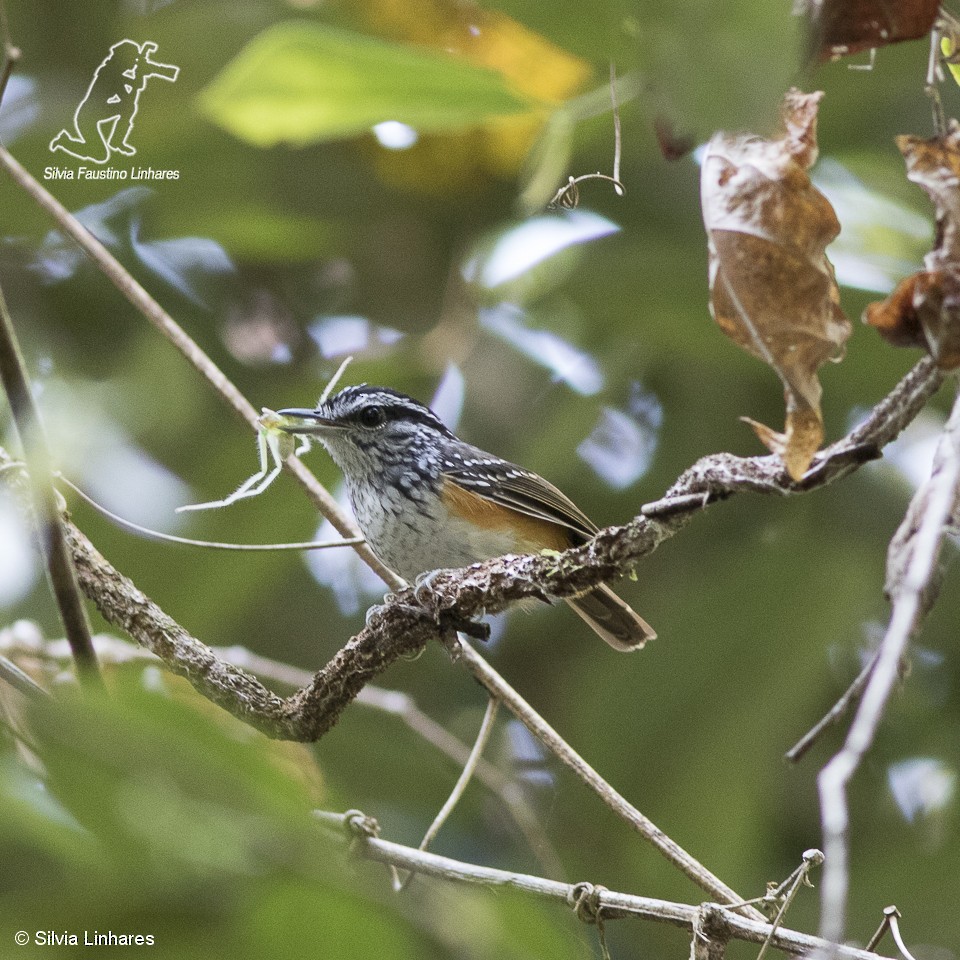 Guianan Warbling-Antbird - Silvia Faustino Linhares
