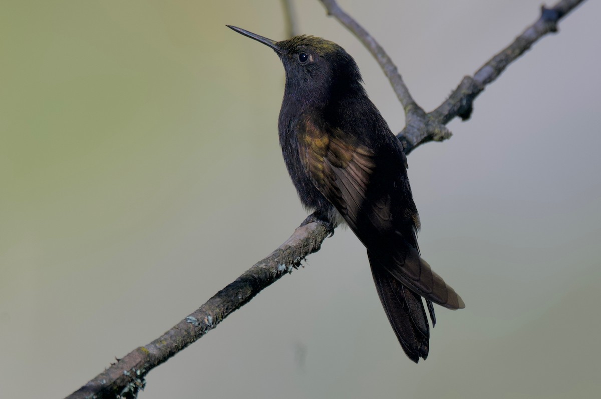 kolibřík mourovatý - ML617642611