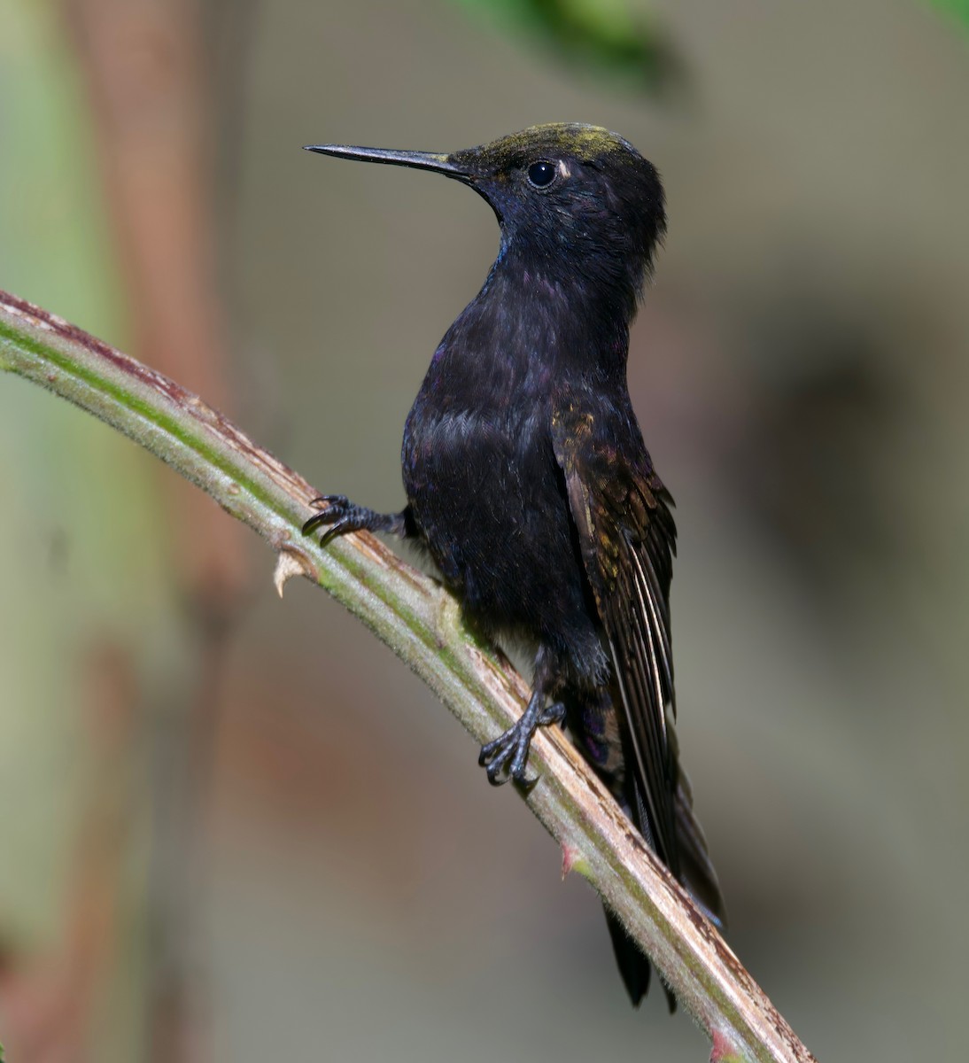 kolibřík mourovatý - ML617642612
