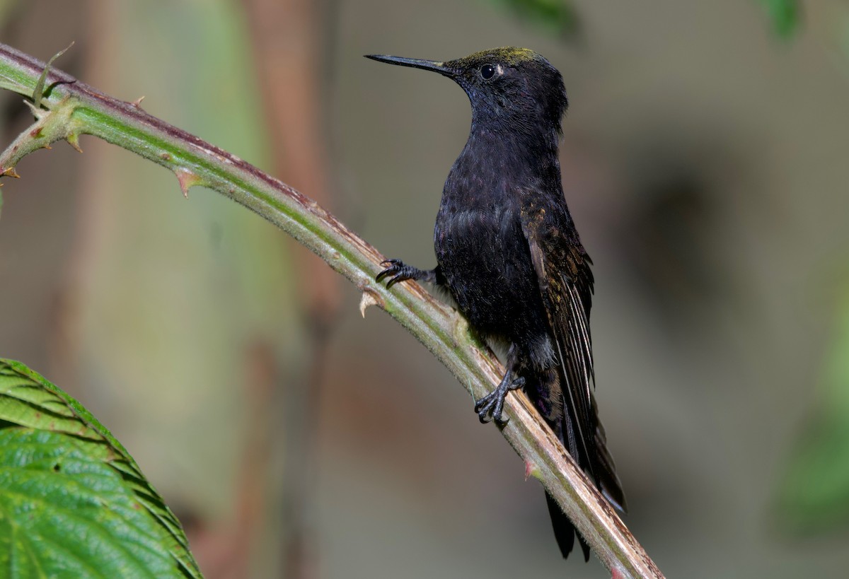 kolibřík mourovatý - ML617642613