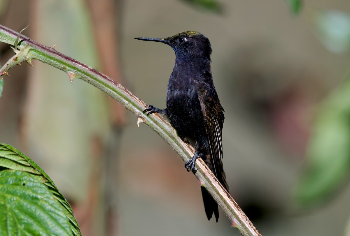 kolibřík mourovatý - ML617642614