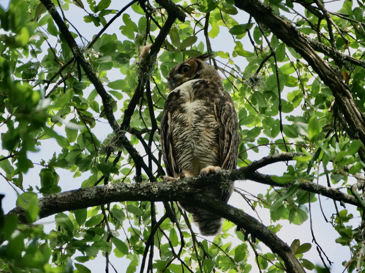 Great Horned Owl - Mark W11 Kulstad
