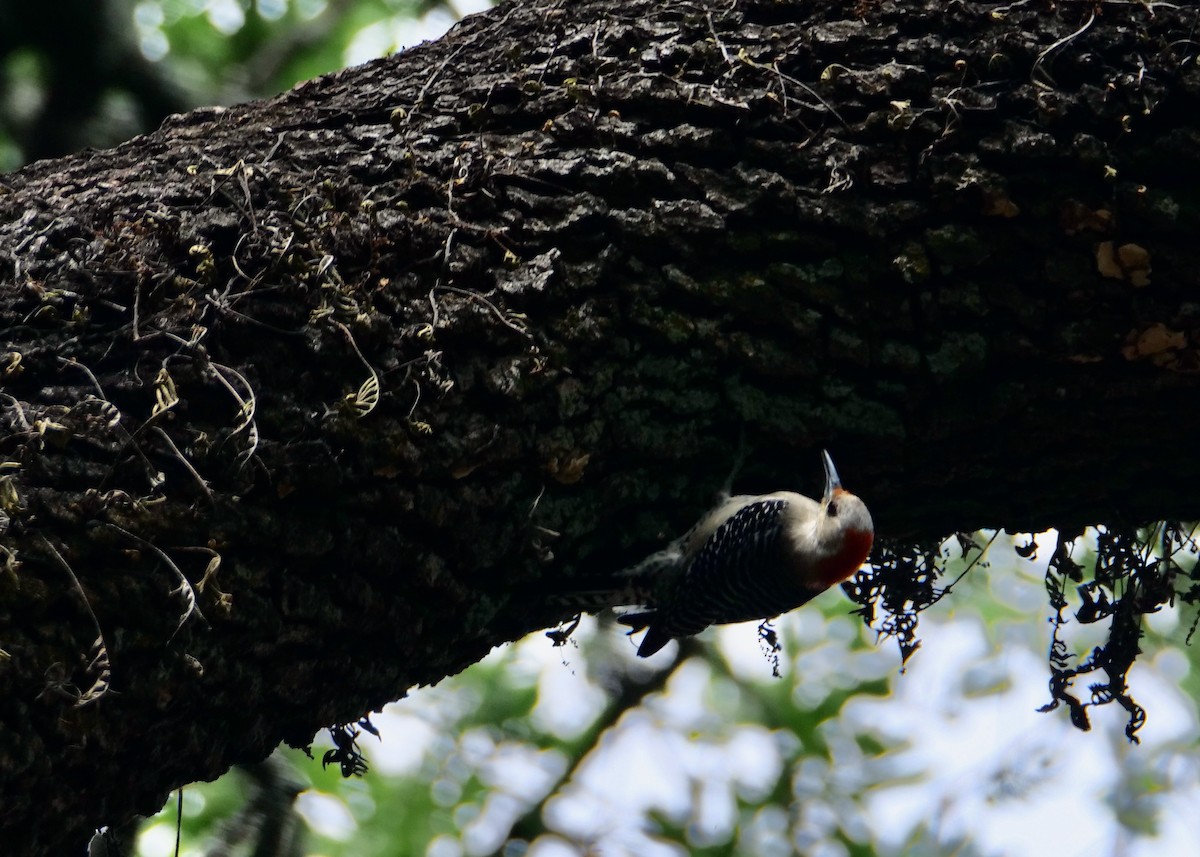 Red-bellied Woodpecker - ML617642619