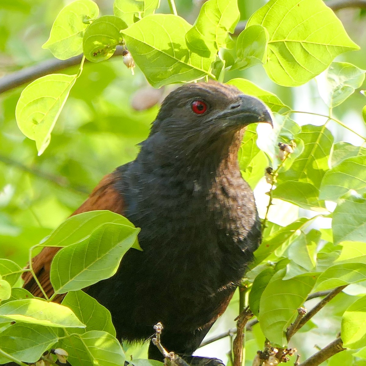 Greater Coucal (Southern) - ML617642687