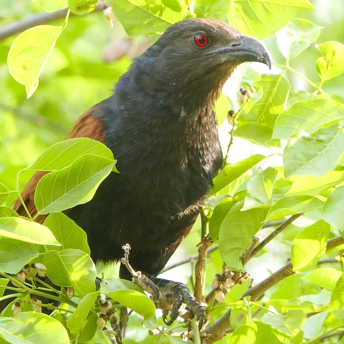 Greater Coucal (Southern) - ML617642689