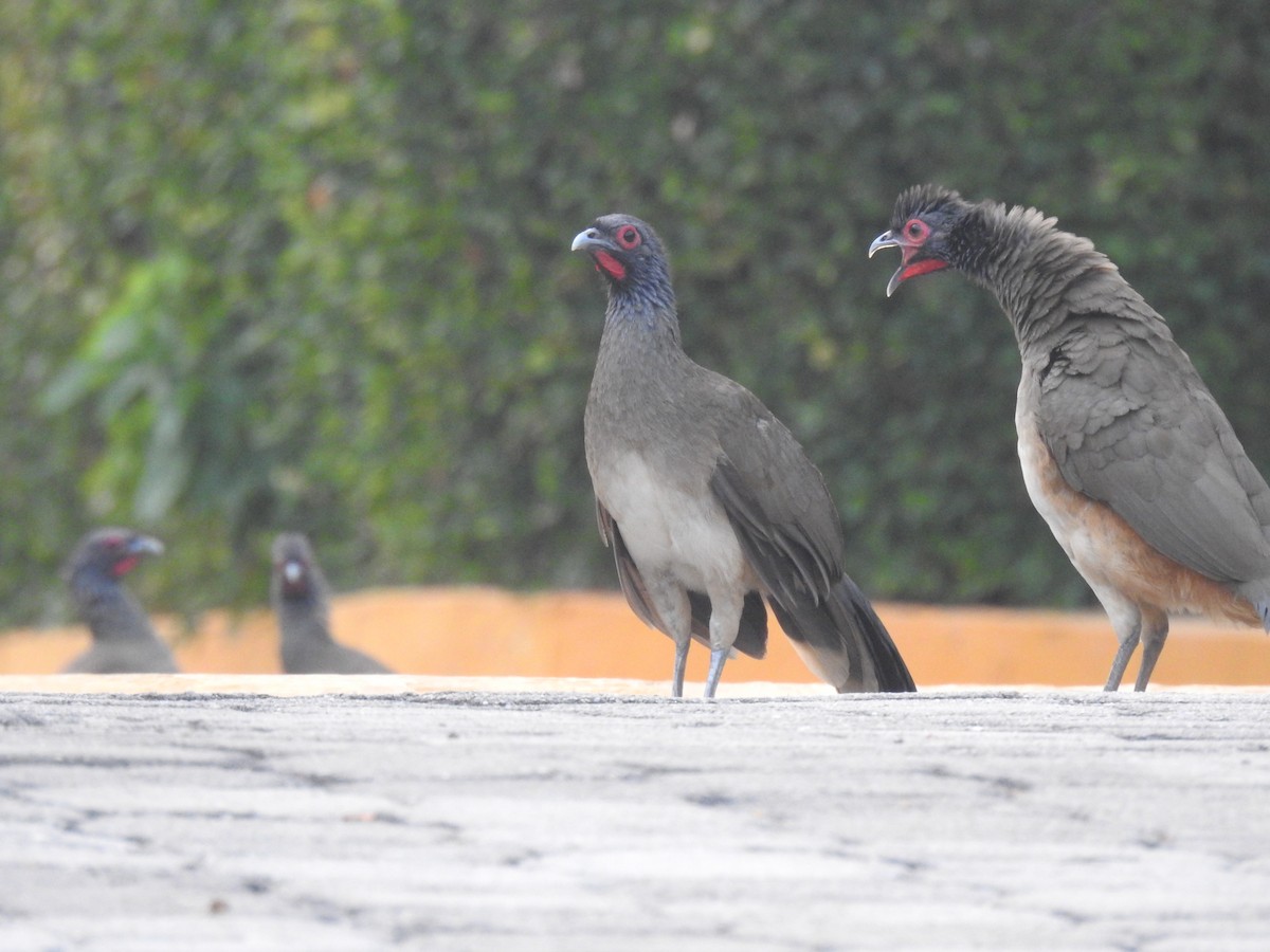 West Mexican Chachalaca - ML617642726