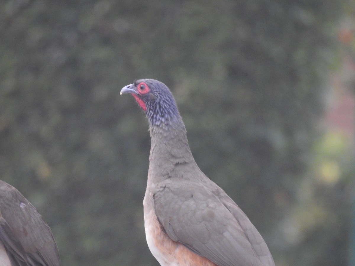 West Mexican Chachalaca - ML617642727