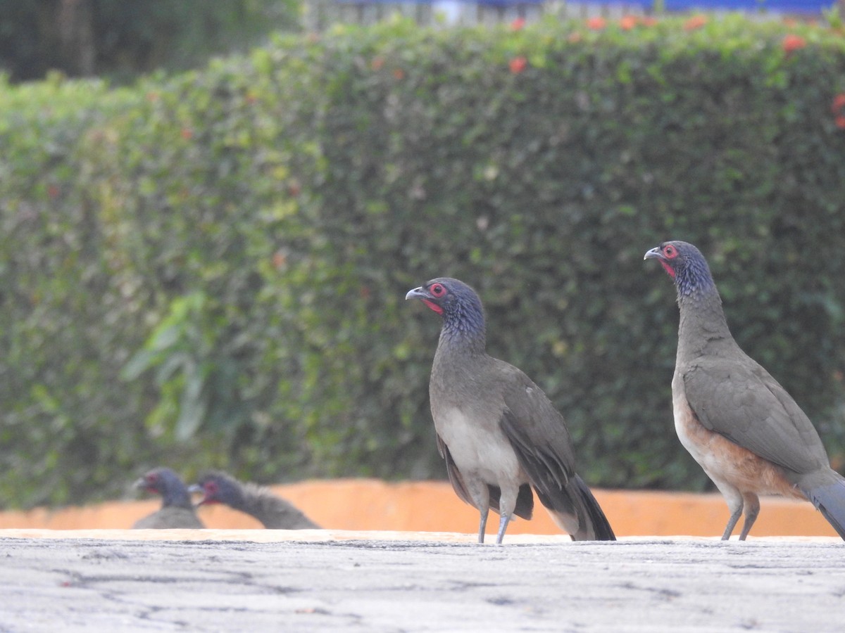 West Mexican Chachalaca - ML617642728