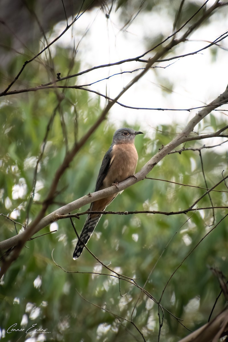 Fan-tailed Cuckoo - Connor Evand