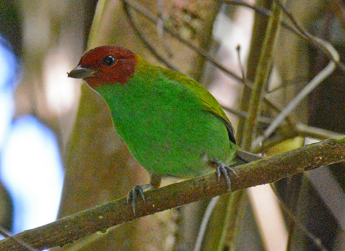 Bay-headed Tanager - ML617643010