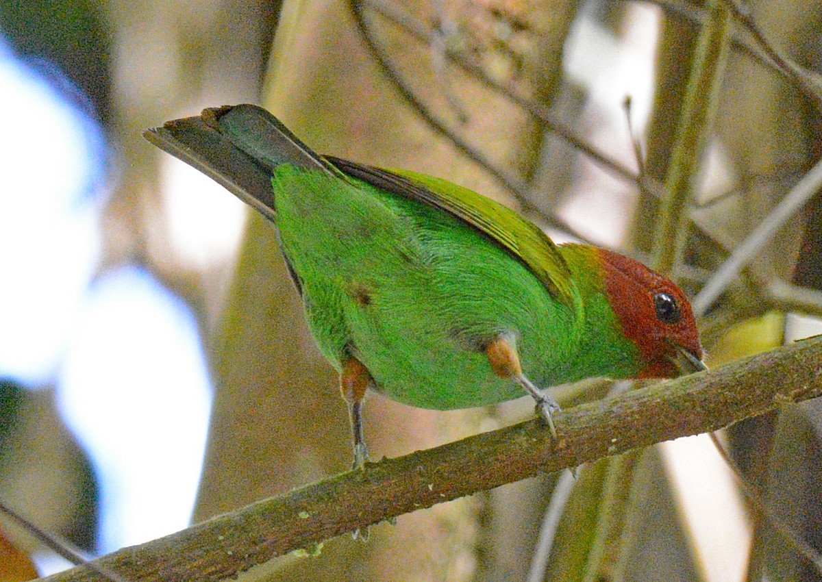 Bay-headed Tanager - ML617643011