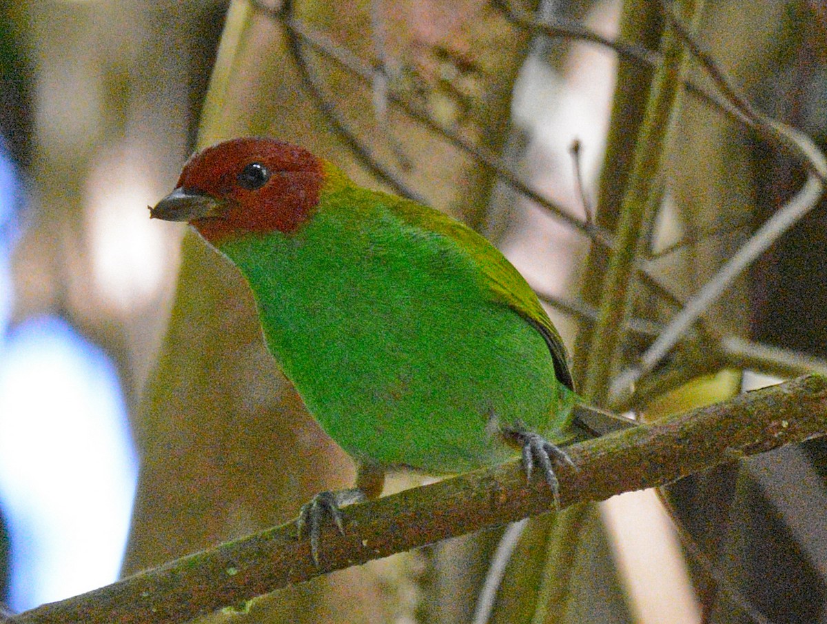 Bay-headed Tanager - ML617643012