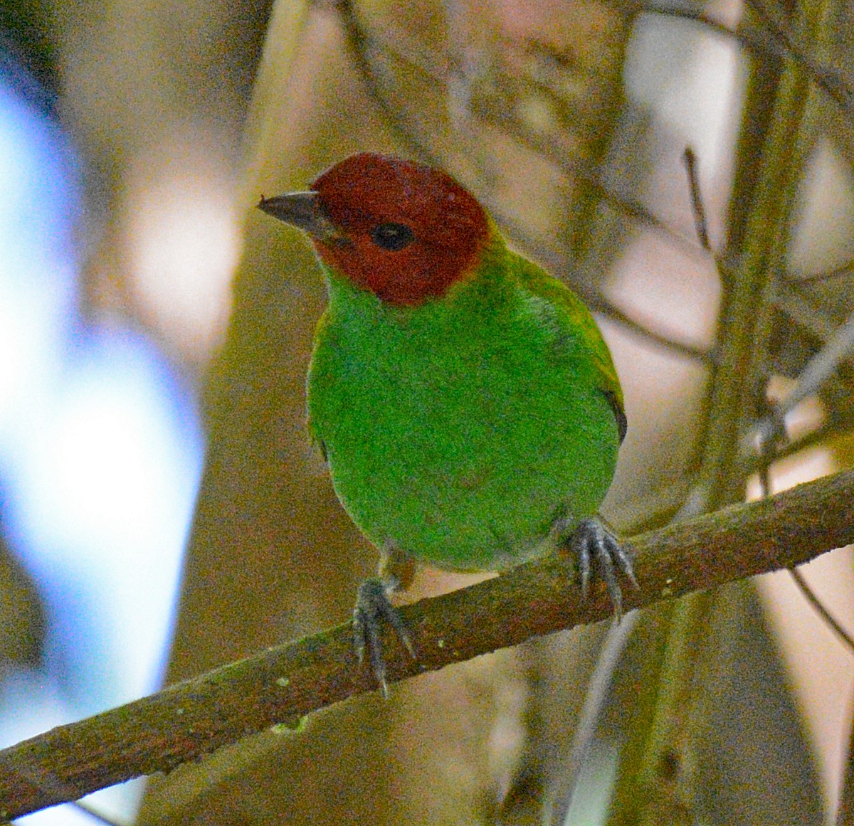 Bay-headed Tanager - ML617643013