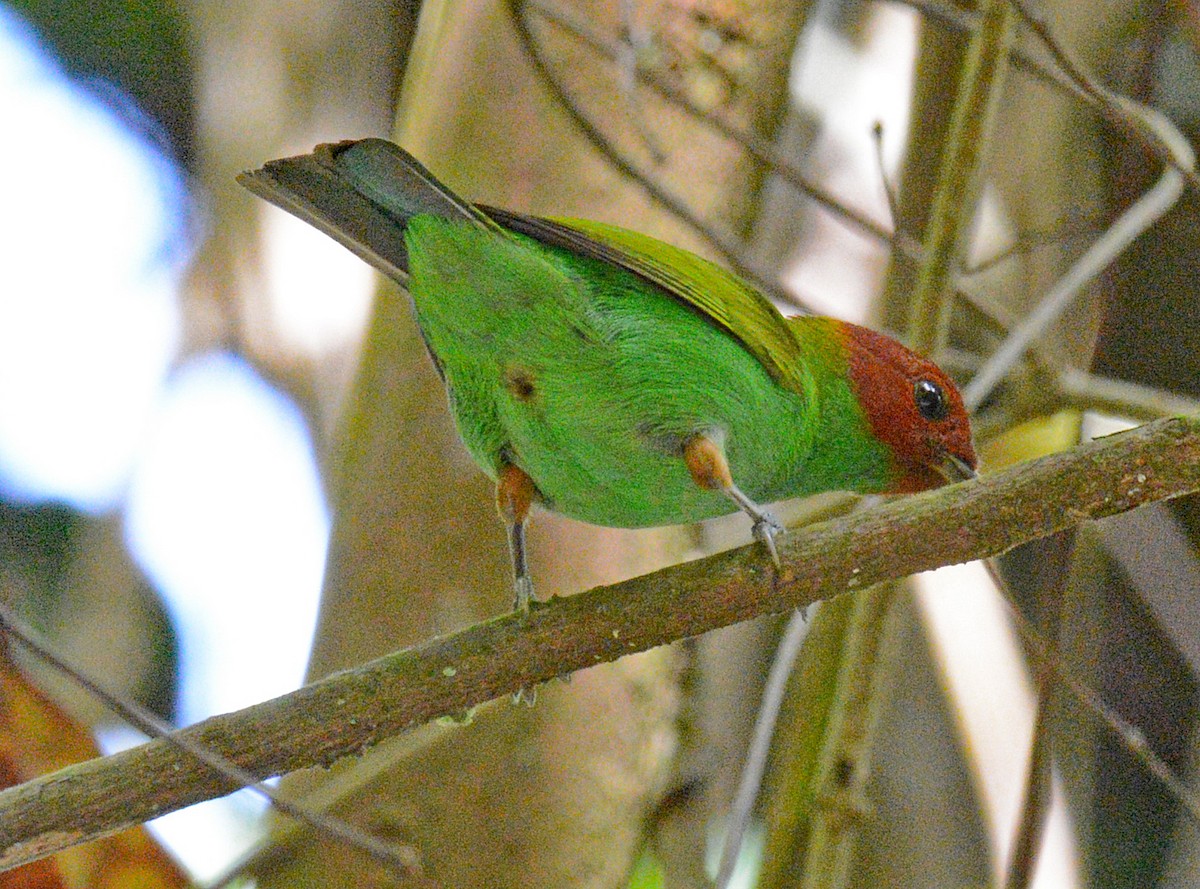 Bay-headed Tanager - ML617643014