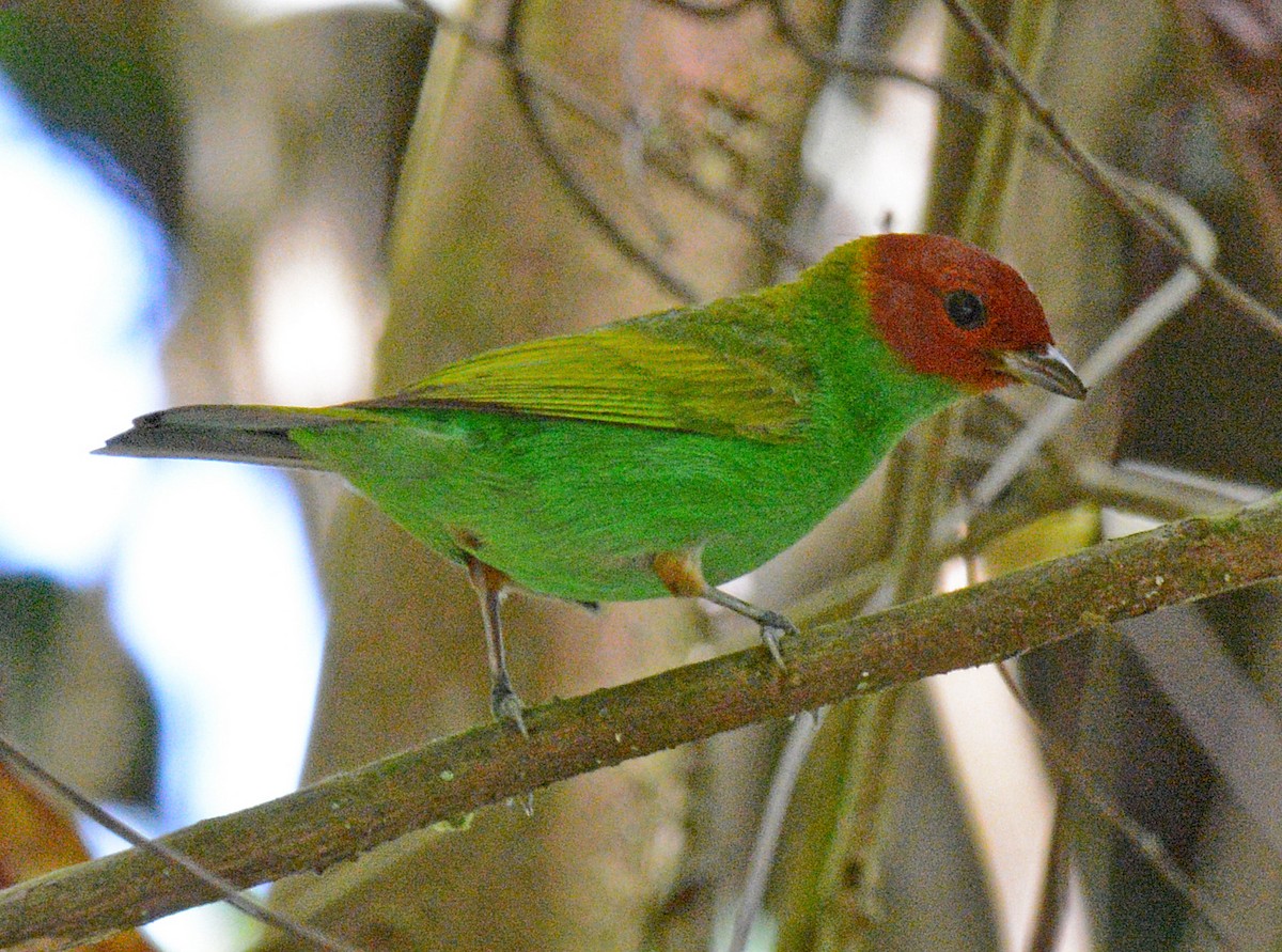 Bay-headed Tanager - ML617643015