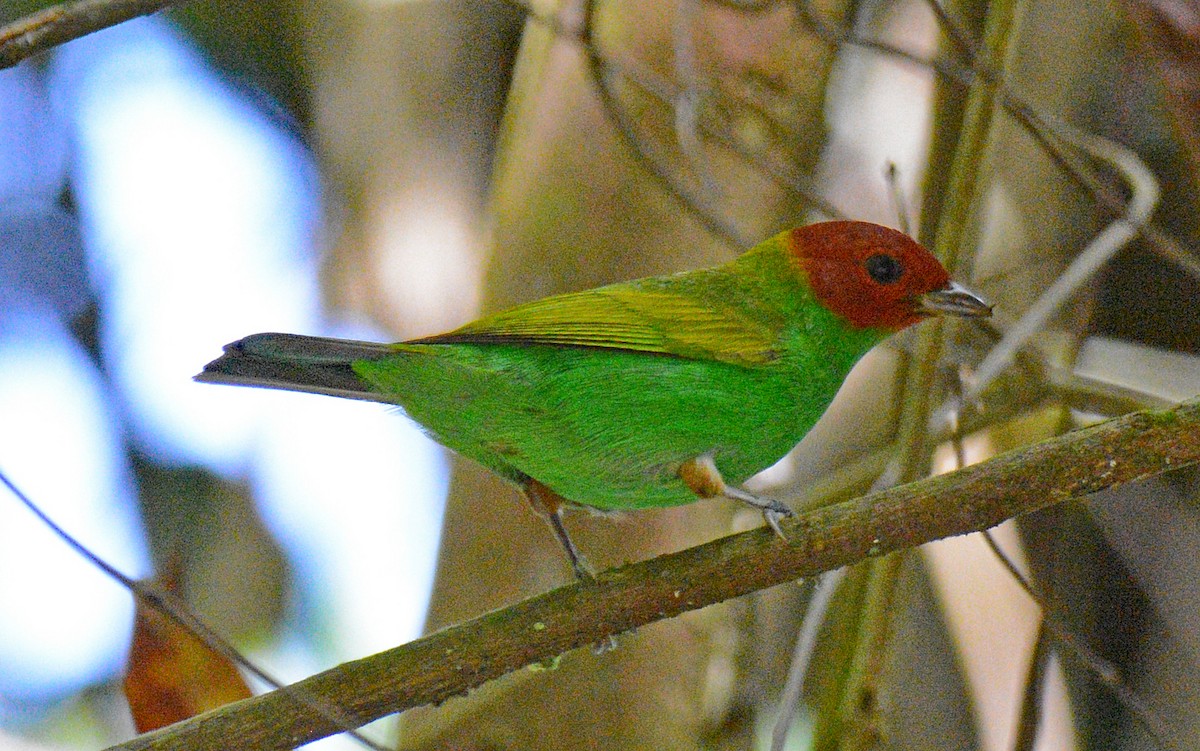 Bay-headed Tanager - ML617643016
