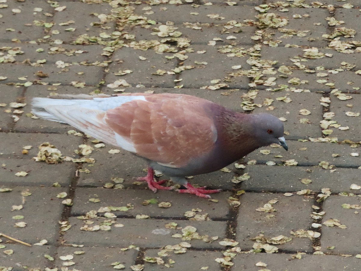 Rock Pigeon (Feral Pigeon) - ML617643028