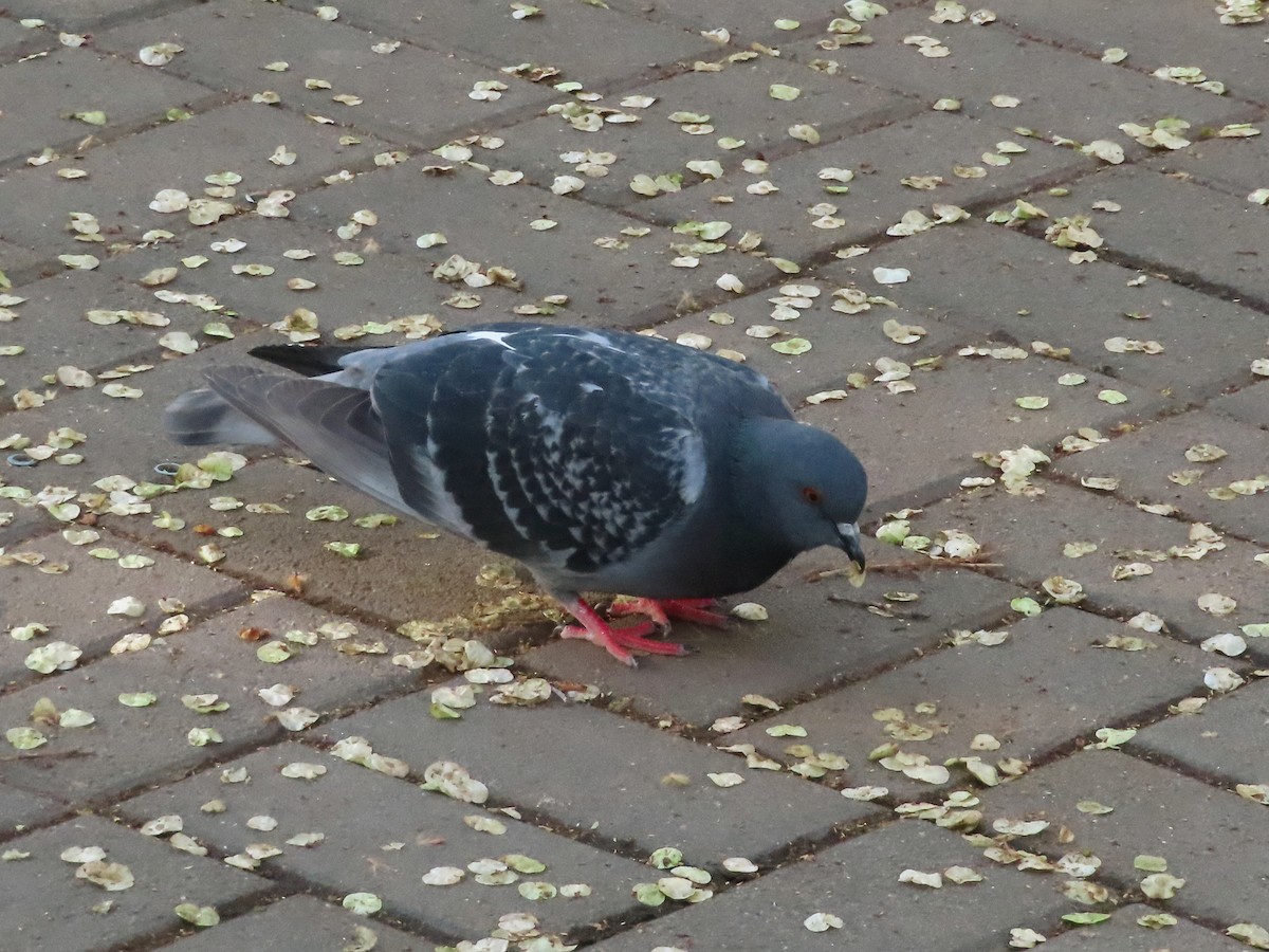 Rock Pigeon (Feral Pigeon) - ML617643029