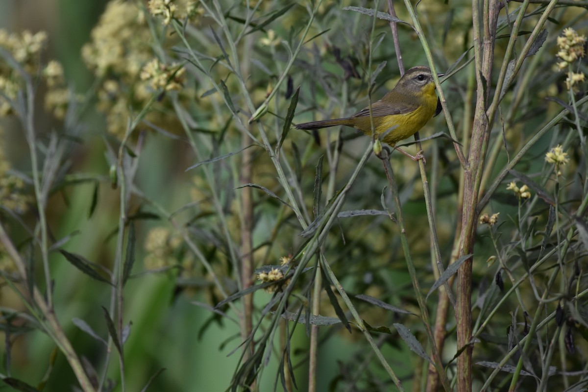 Golden-crowned Warbler - ML617643031