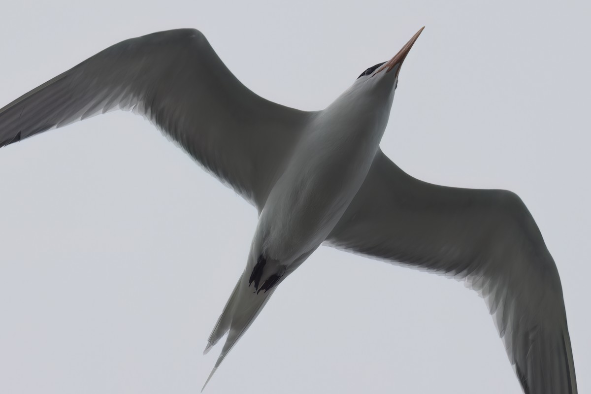 Royal Tern - Ted Keyel
