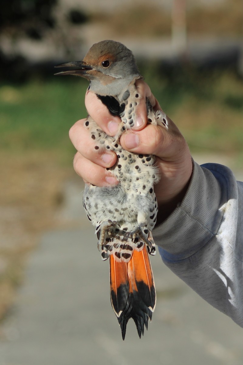 Northern Flicker (Red-shafted) - ML617643085