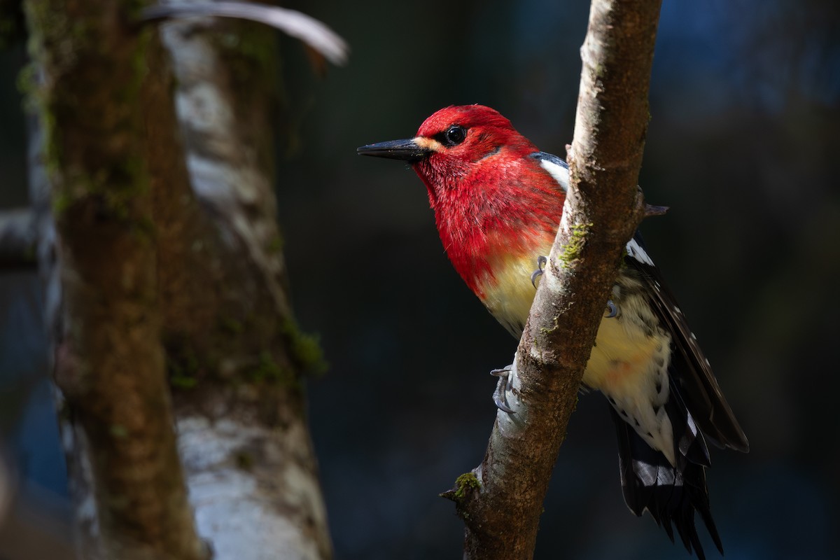 Red-breasted Sapsucker - ML617643160
