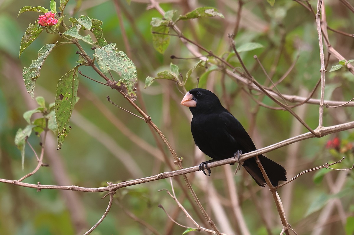Nicaraguan Seed-Finch - Gál Szabolcs