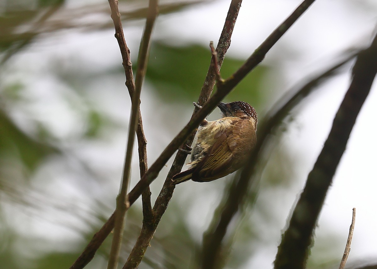 Olivaceous Piculet - ML617643212