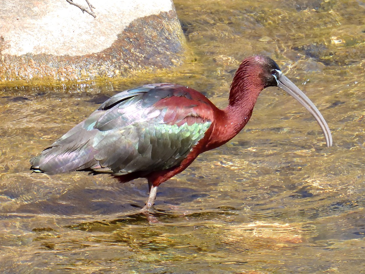 ibis hnědý - ML617643230