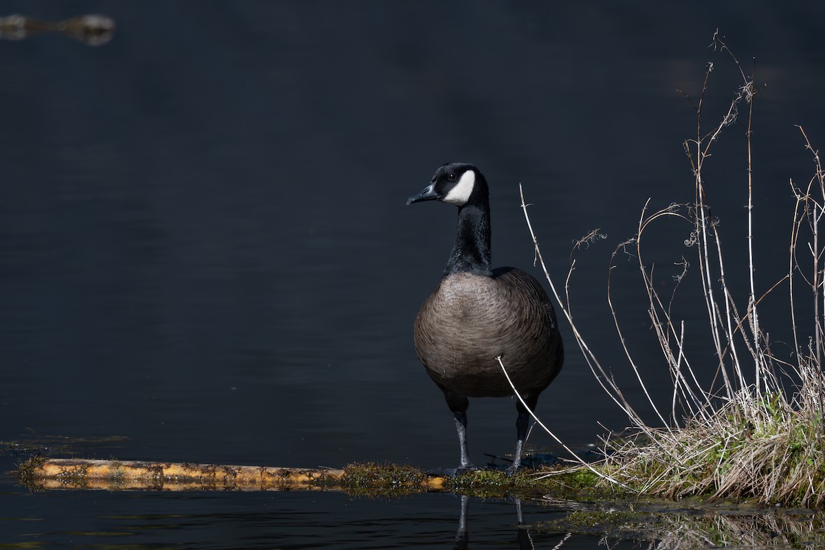 Canada Goose (occidentalis/fulva) - Steve Heinl