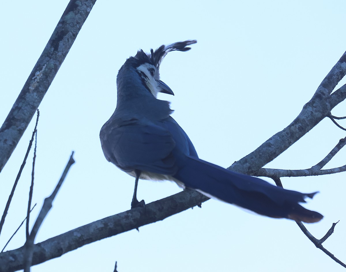 White-throated Magpie-Jay - ML617643257