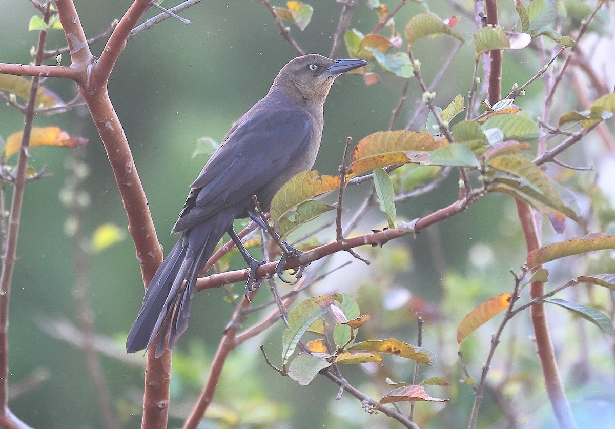 Great-tailed Grackle - ML617643268