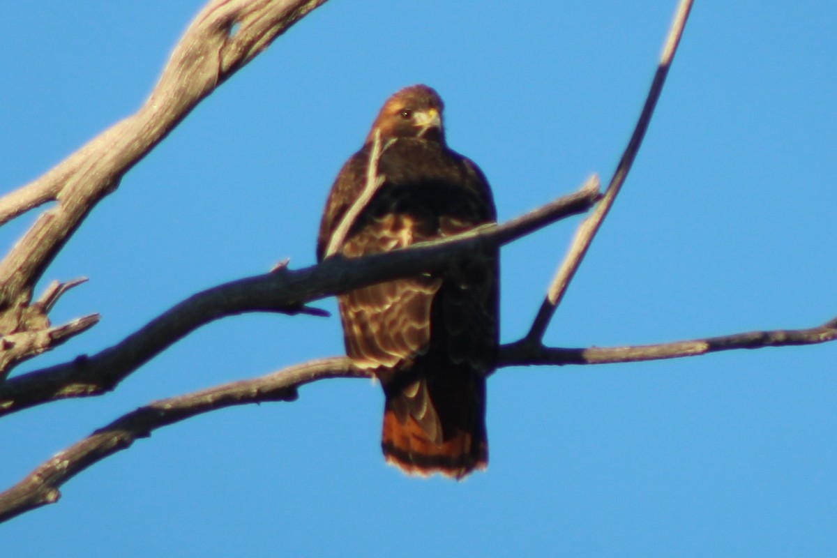 Red-tailed Hawk (calurus/alascensis) - ML617643335