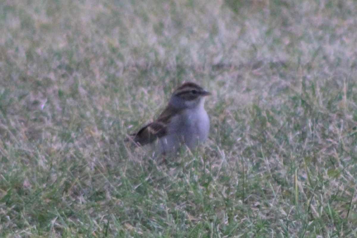 Chipping Sparrow - ML617643344