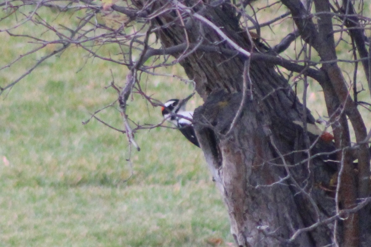 Hairy Woodpecker (Rocky Mts.) - ML617643346