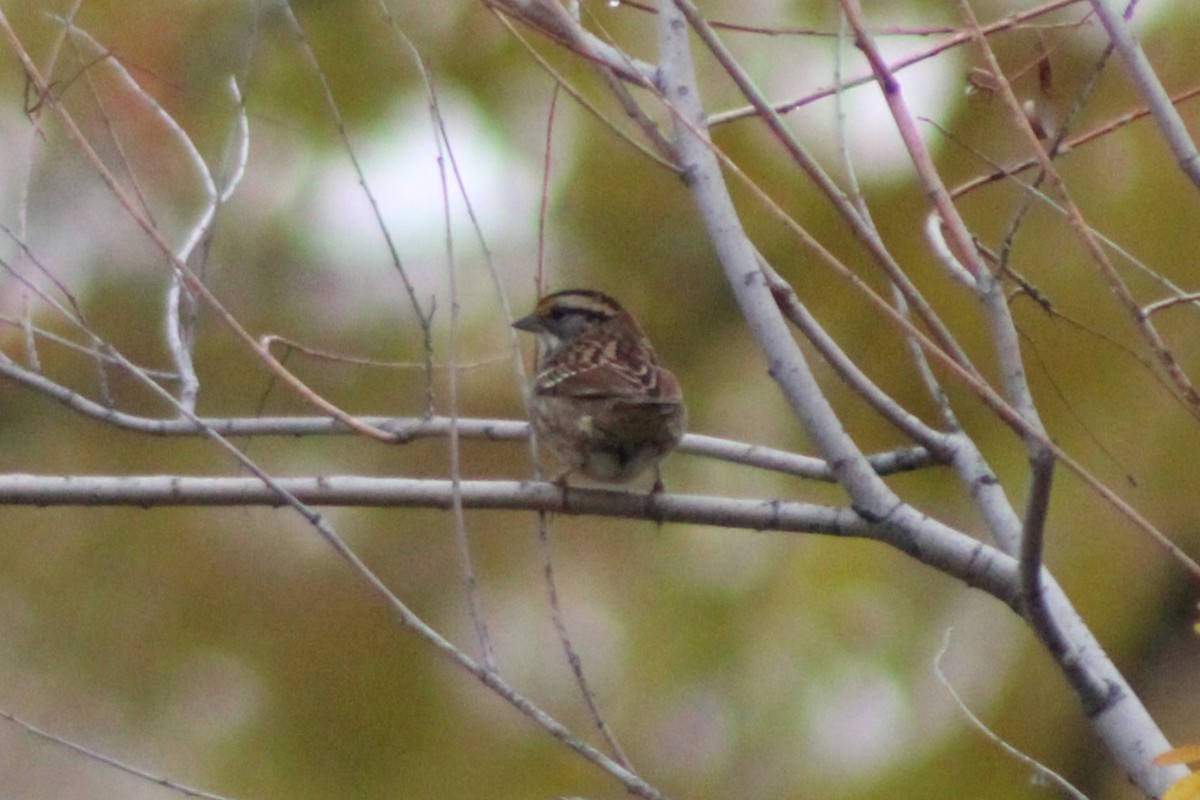 White-throated Sparrow - ML617643351