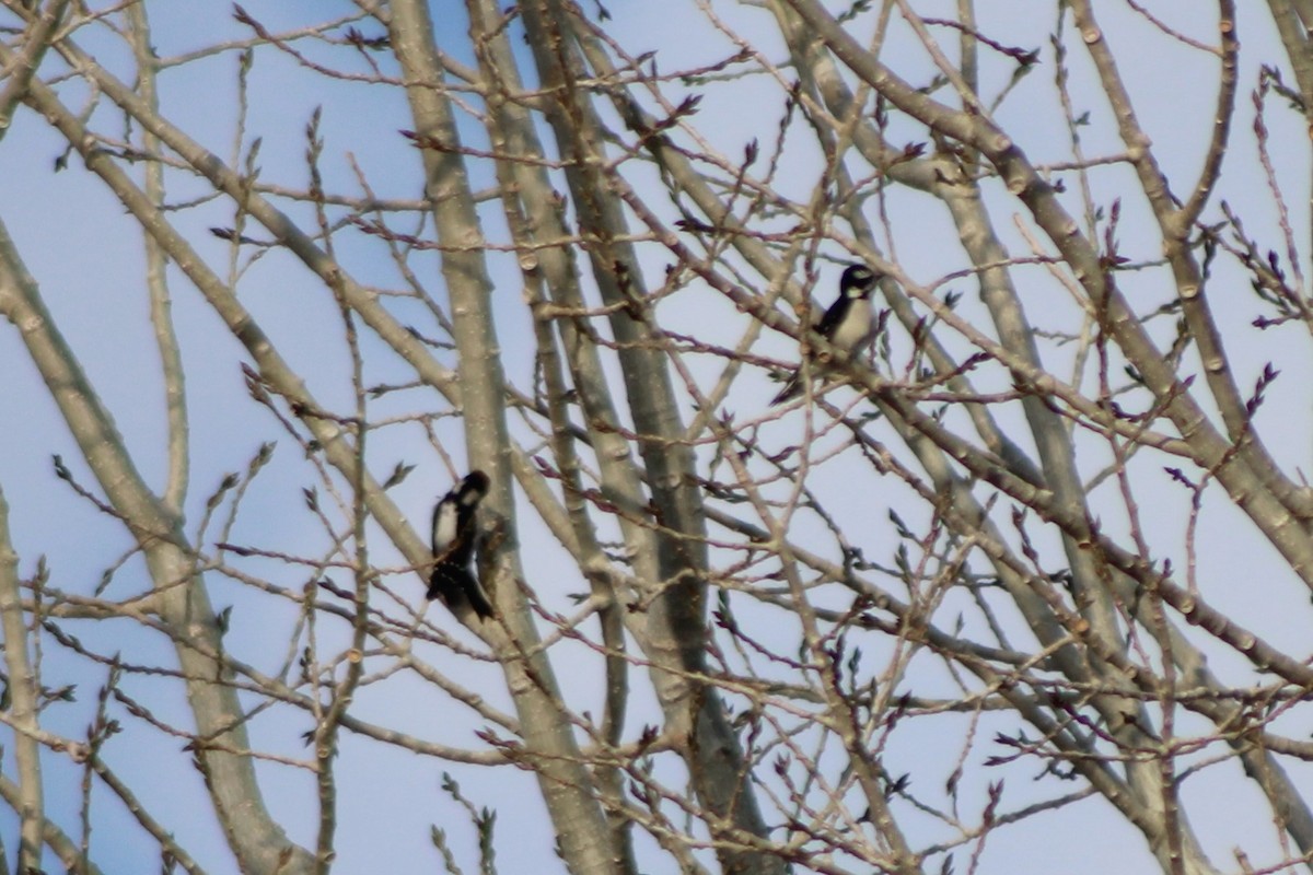 Downy Woodpecker (Rocky Mts.) - ML617643452