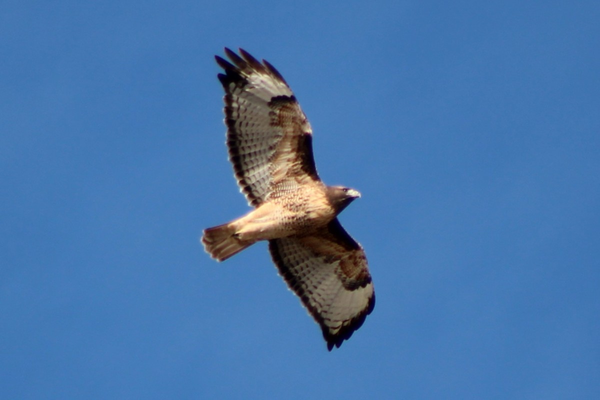 Red-tailed Hawk (calurus/alascensis) - ML617643463