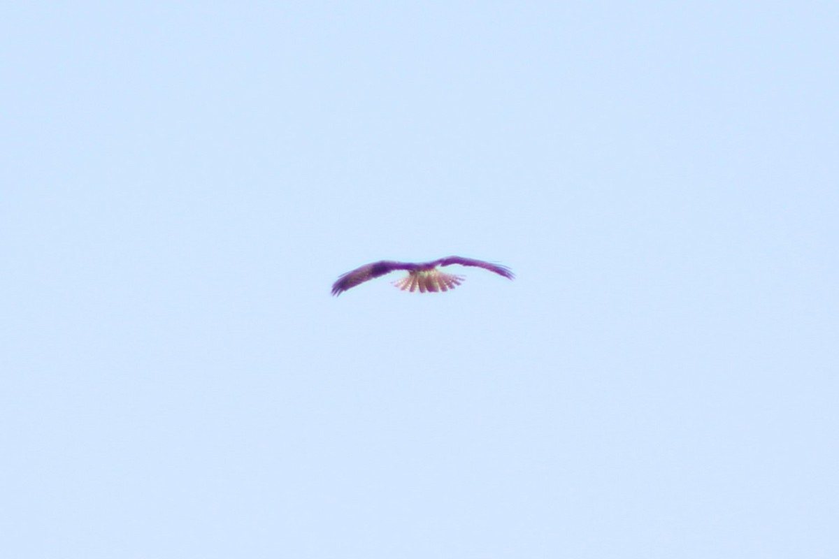 Red-tailed Hawk (calurus/alascensis) - ML617643483