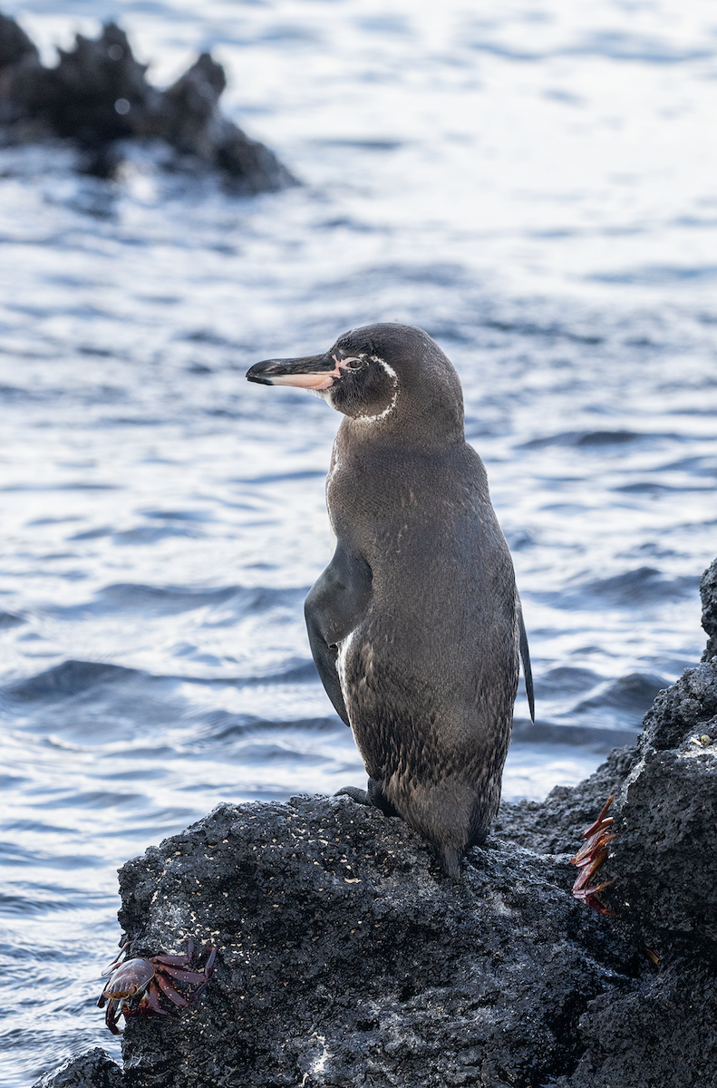 Pingüino de Galápagos - ML617643507